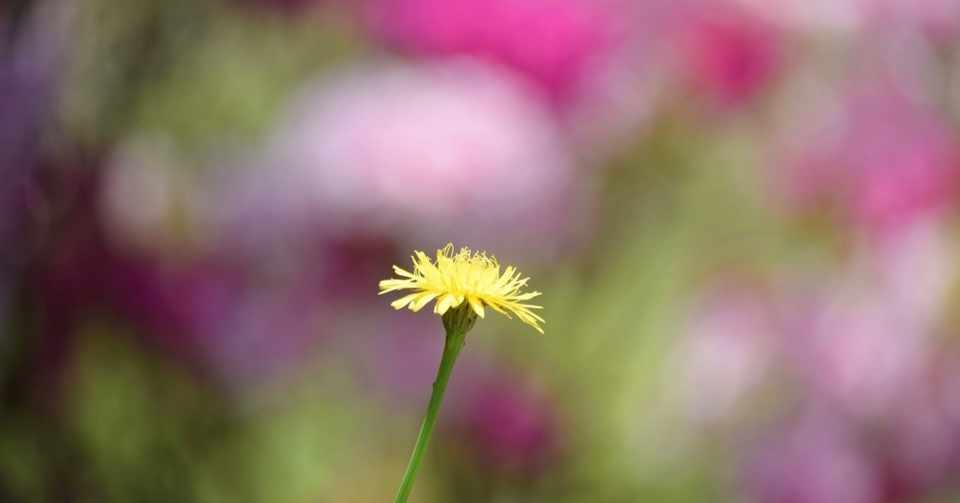 感想 側にいること 笑顔の花が咲く むらこ Note