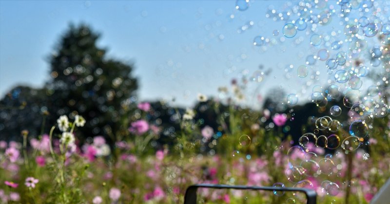 国営昭和記念公園でコスモスを撮影してみた。D500+SP 24-70mm F/2.8 Di VC USD G2