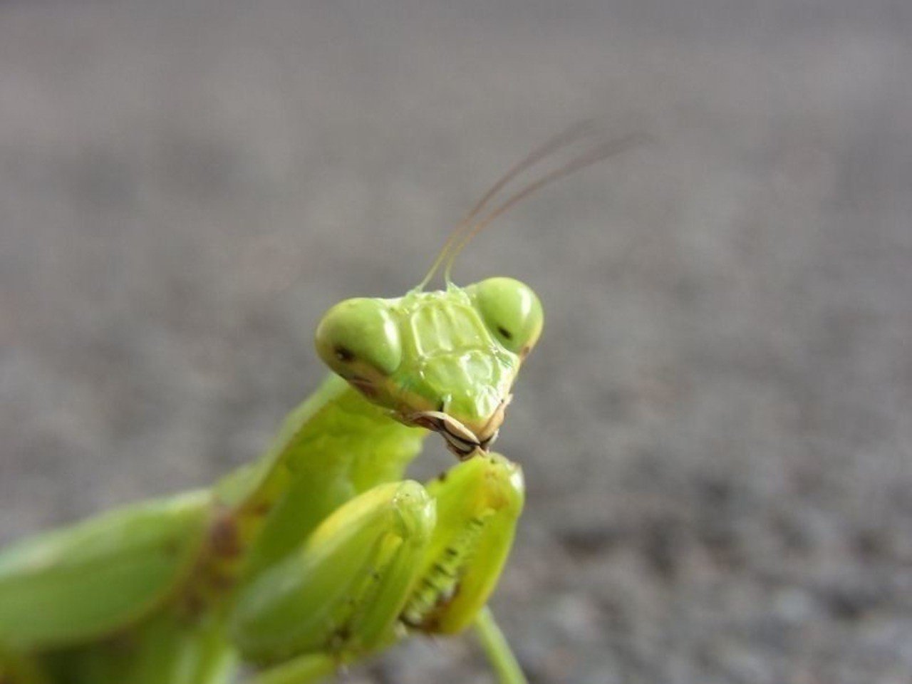捕食者に出会わないために Yuki 農ときどき旅 Note