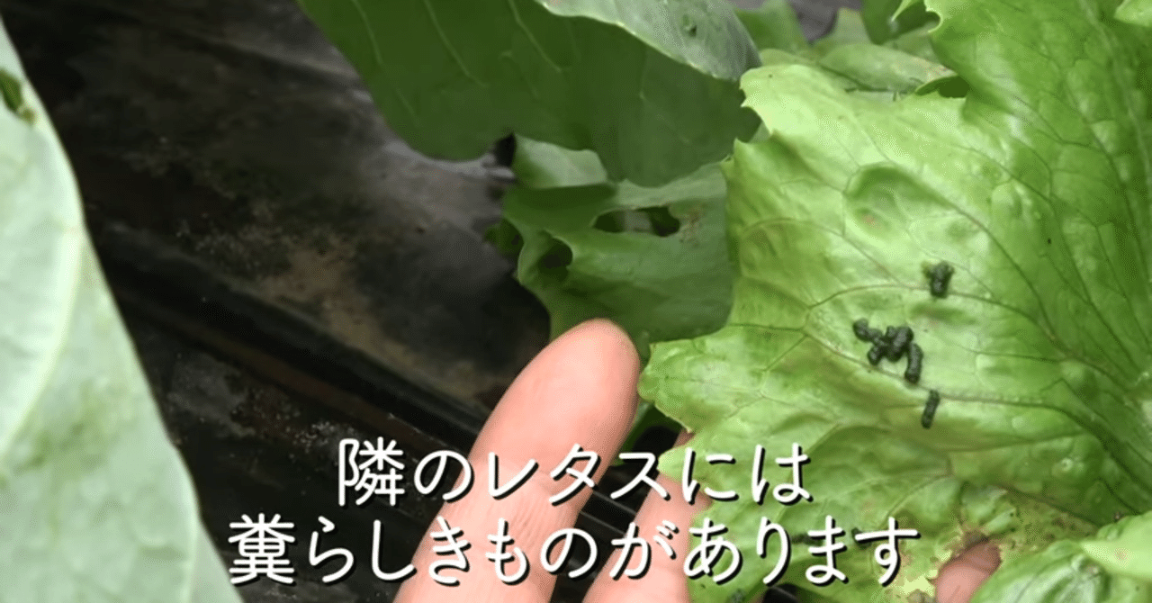 家庭菜園 アブラナ科野菜の害虫対策についてご紹介 井上寅雄農園 井上隆太朗 Note