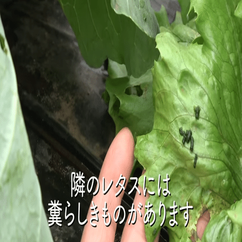 家庭菜園 アブラナ科野菜の害虫対策についてご紹介 井上寅雄農園 井上隆太朗 Note