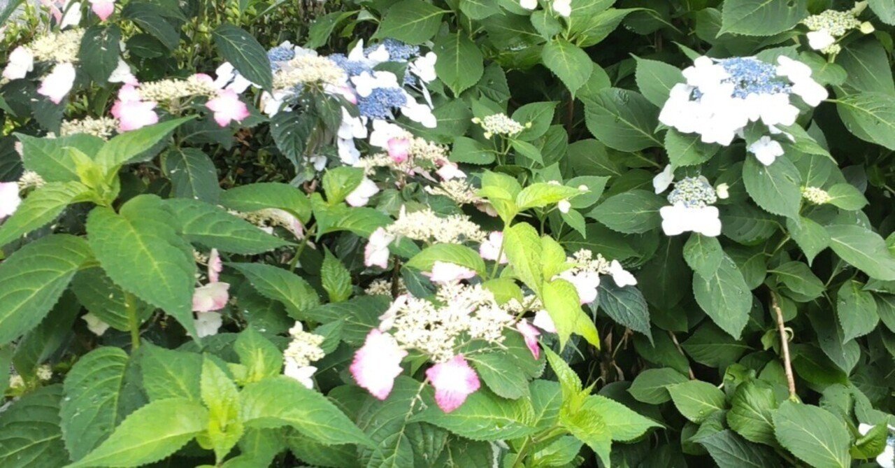 荒井瑠里の 相棒 はギャル 募集コーナー 裏本田 柴志朗 鈴木達也 Note 荒井瑠里の 相棒 はギャル 募集コーナー 裏本田 柴志朗 鈴木達也 Note