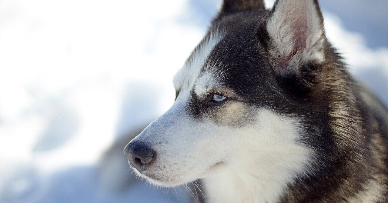 ハスキーと歩く峰不二子｜ゆの