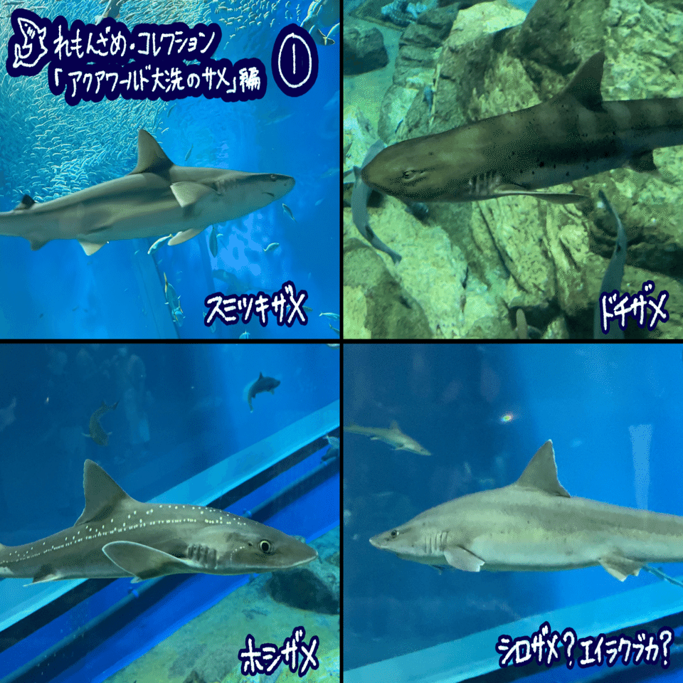 🦈10.アクアワールド茨城県大洗水族館（茨城県）【後編】｜れもんざめ