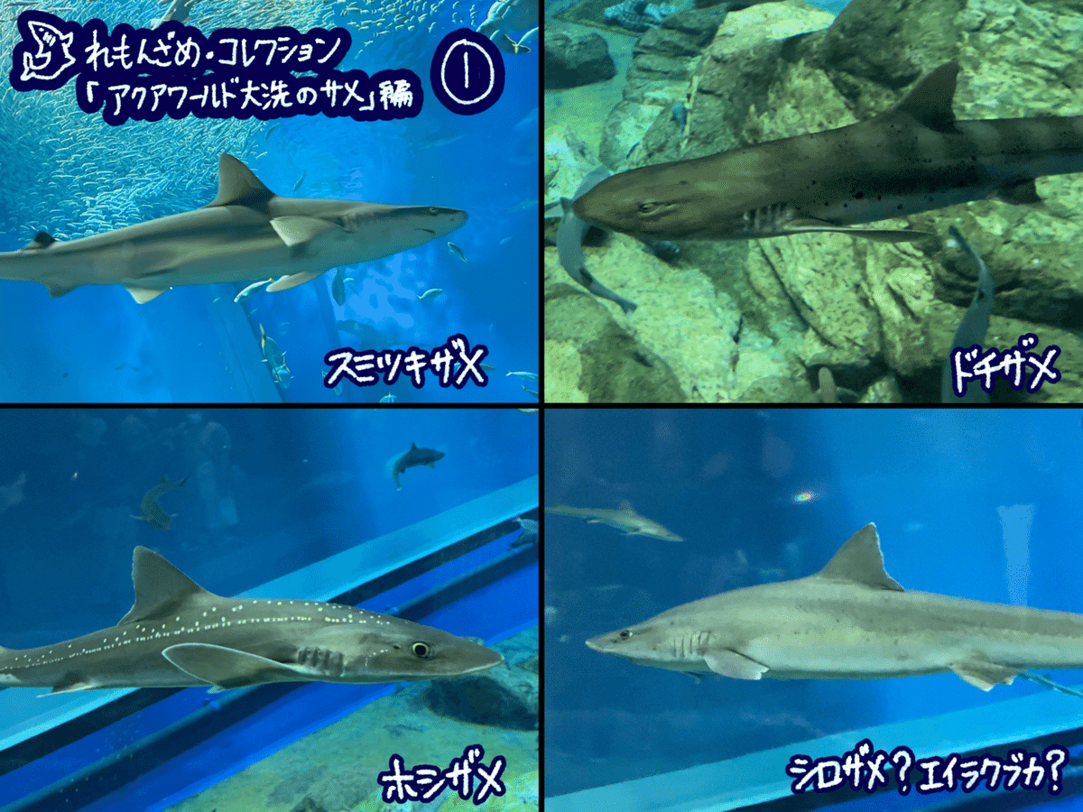 🦈10.アクアワールド茨城県大洗水族館（茨城県）【後編】｜れもんざめ