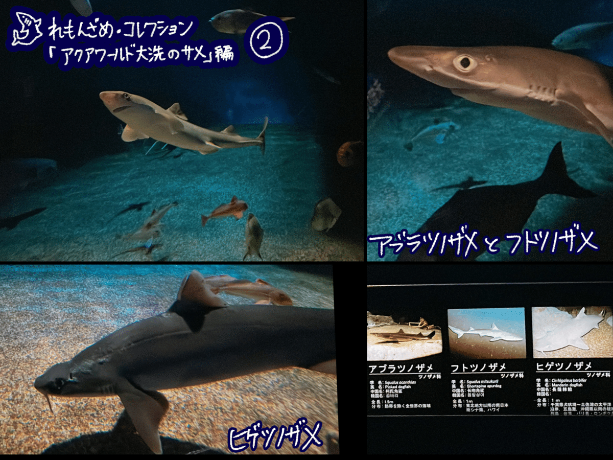 🦈10.アクアワールド茨城県大洗水族館（茨城県）【後編】｜れもんざめ