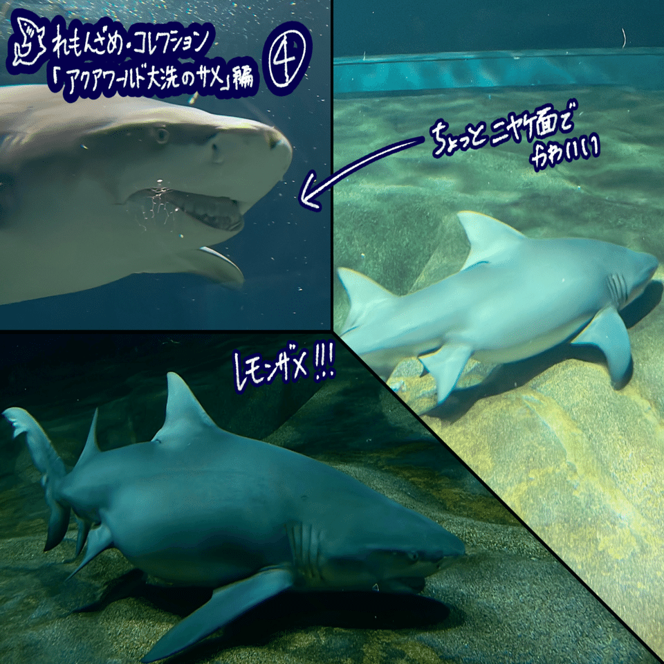 10 アクアワールド茨城県大洗水族館 茨城県 後編 れもんざめ Note