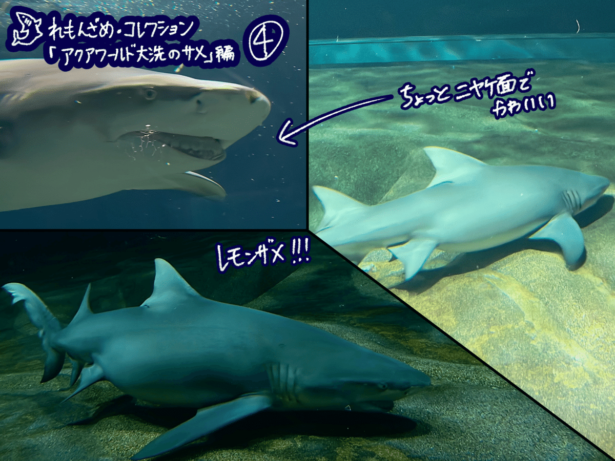 🦈10.アクアワールド茨城県大洗水族館（茨城県）【後編】｜れもんざめ