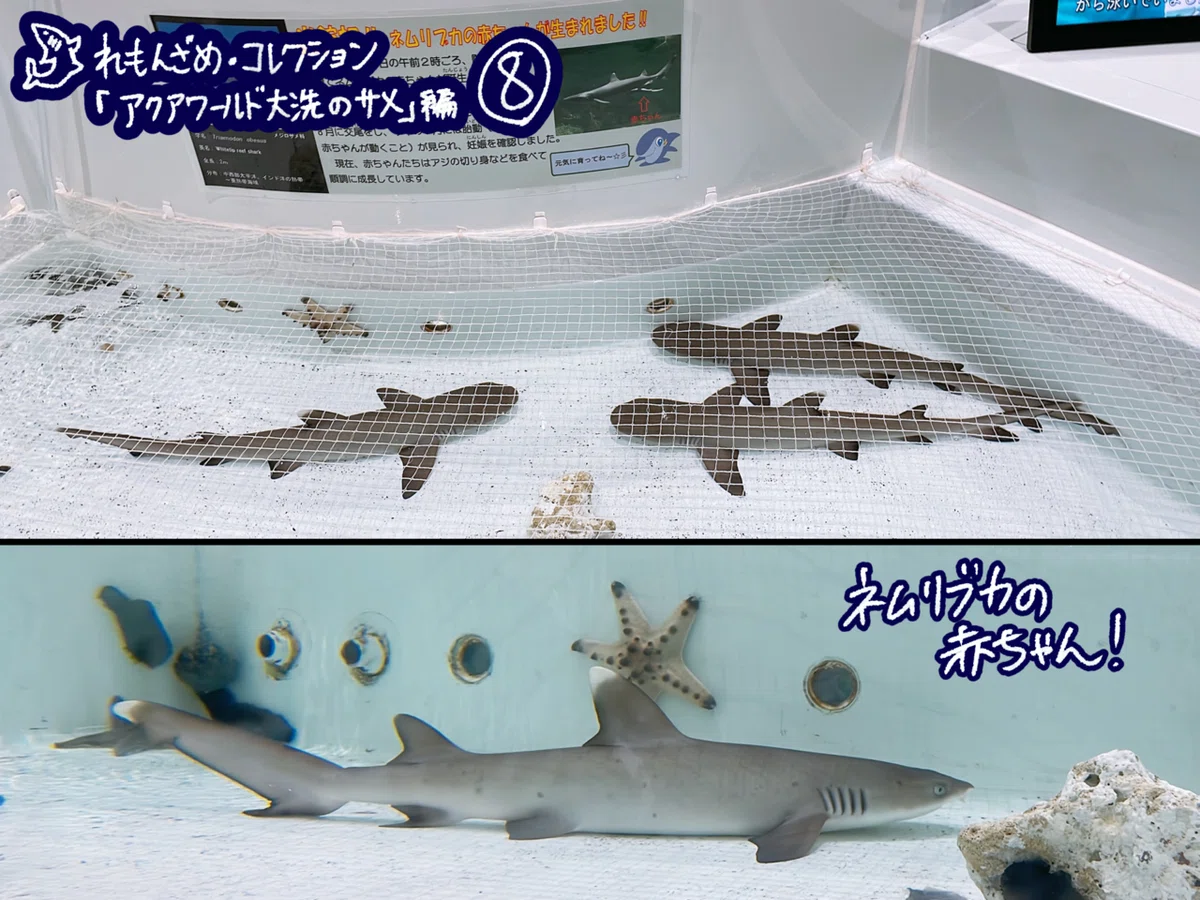 🦈10.アクアワールド茨城県大洗水族館（茨城県）【後編】｜れもんざめ