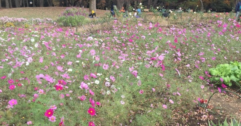 今日も代々木公園  お花畑