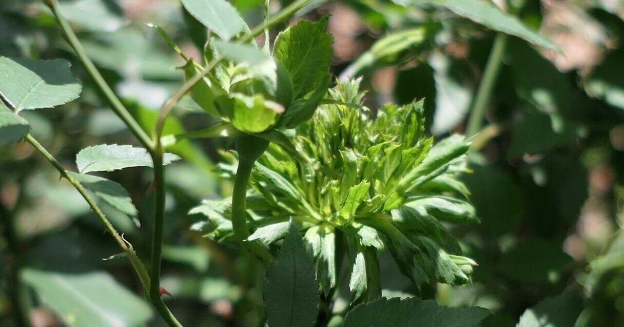 ガーデンカフェグリーンローズ 2022年10月24日 気楽な散歩 Note ガーデンカフェグリーンローズ 2022年10月24日 気楽な散歩 Note