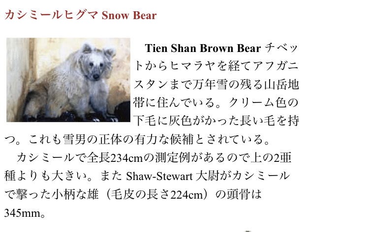 Tien-Shan Bear (天山白爪熊)｜ぼくはくま