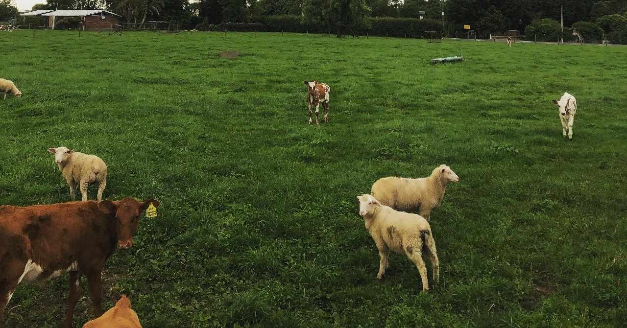 ウシ の新着タグ記事一覧 Note つくる つながる とどける