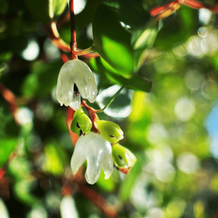 #そのへんの3cm vol.1493 iPhoneでマクロ千回達成#ワイヤープランツ 庭のワイヤープランツが綺麗なので見てあげてください。まあ花じゃなくて実なんですけどね。ちなみにそろそろバッサリと刈り揃えられます。#スマホ写真 #マクロ写真 #iPhone12pro #路上観察 #道草 #花が好き #野草 #雑草 #種子 