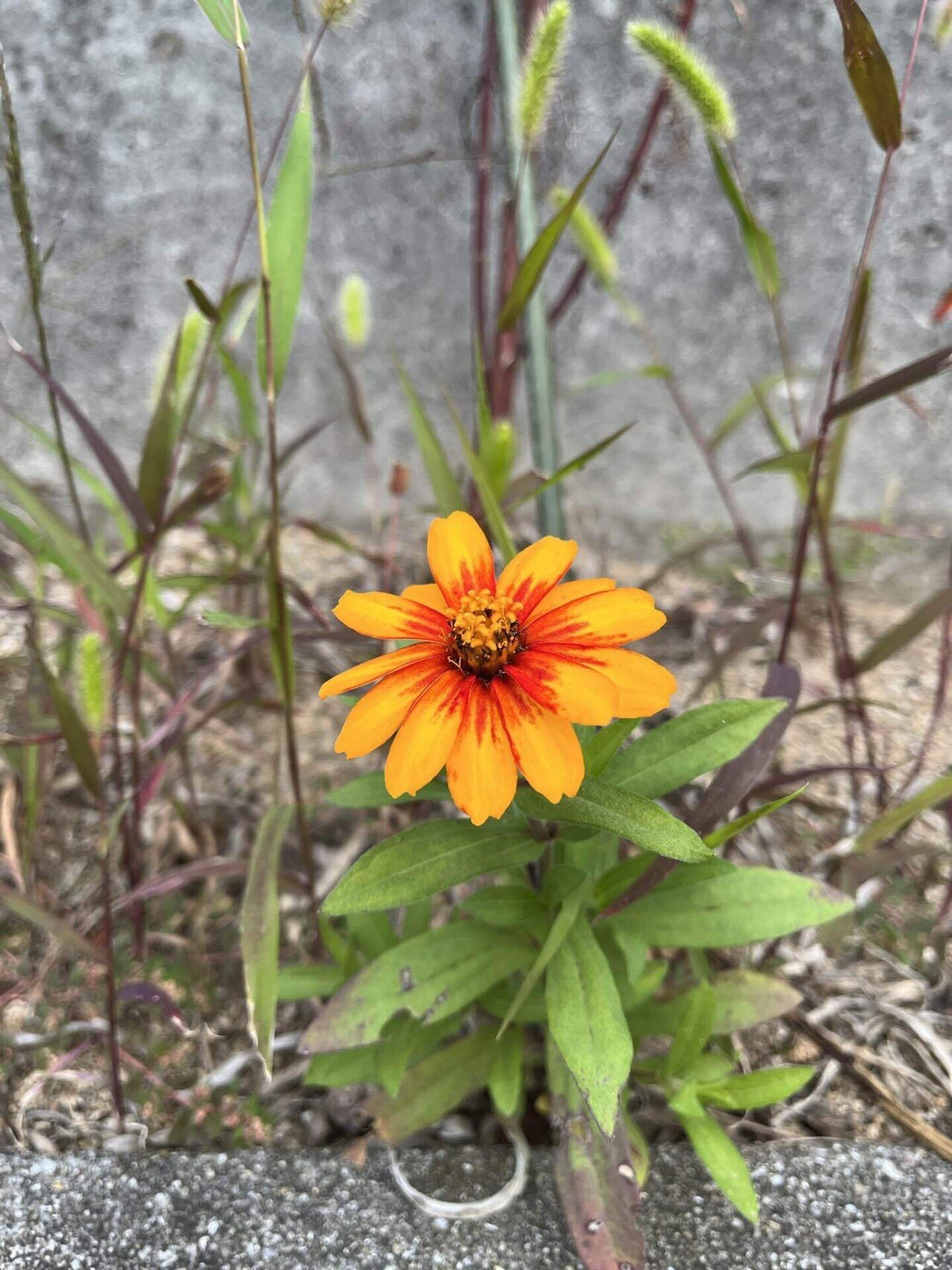ジニア リネアリスさんかな まるまるの虫 カメさん Note