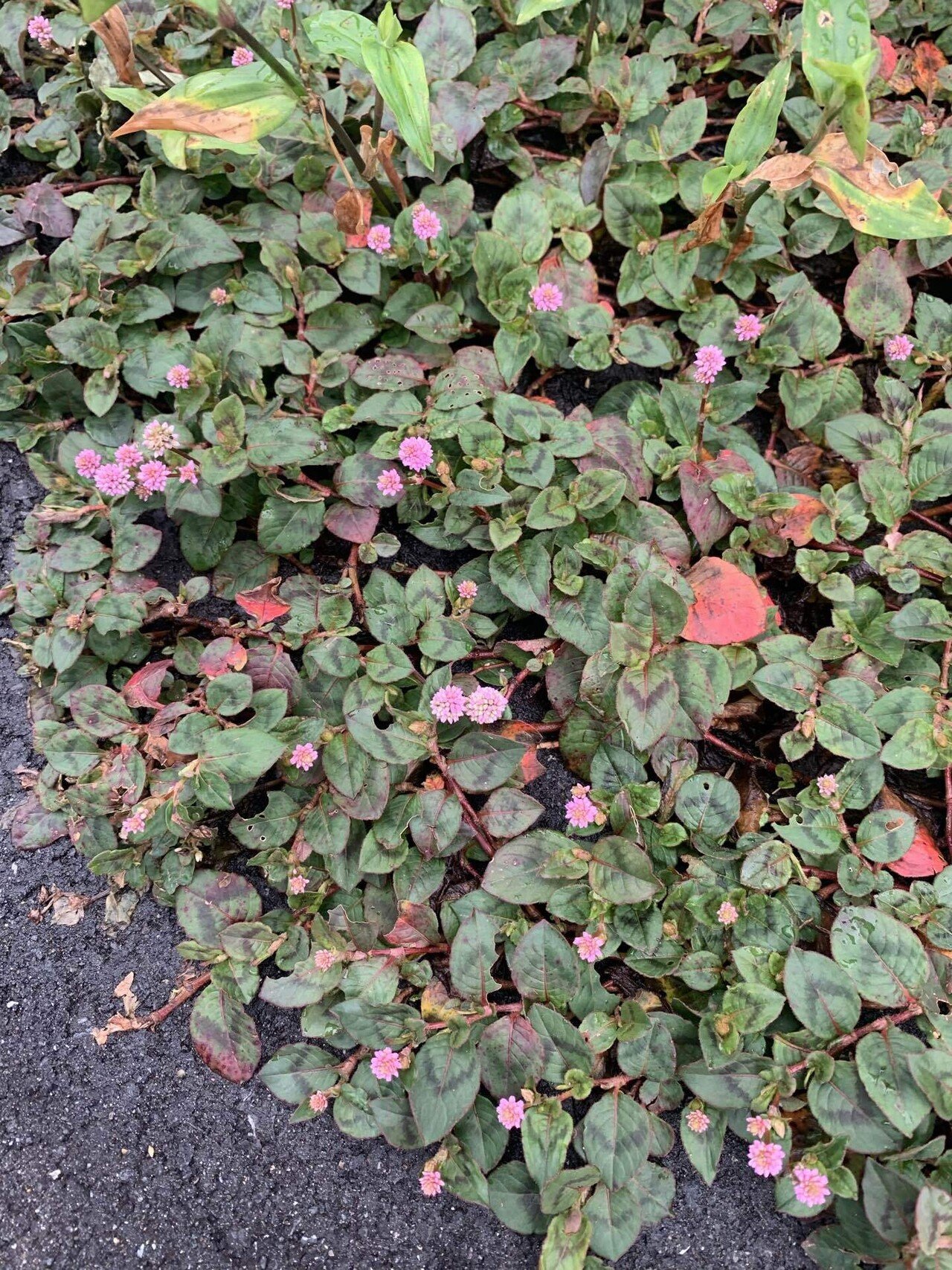 ヒメツルソバ 至る所で見かけるから雑草だと思ってたら園芸店でも売られているお花らしい 金平糖のような花 と表現してるところが多くて可愛い表現だなと思った 強くて繁殖力がすごいからグラウンドカバーとし Snow Note