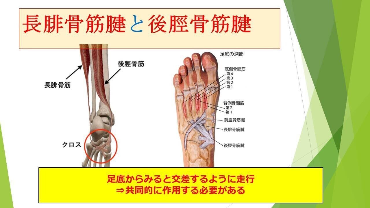 整体院を始める方に【左足】足の骨モデル，脛骨・腓骨付，エラ