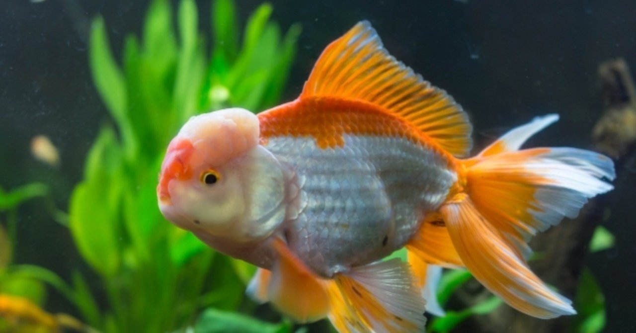 イチゴミルクで魚を釣ろうとしていませんか オルタナティブ Note