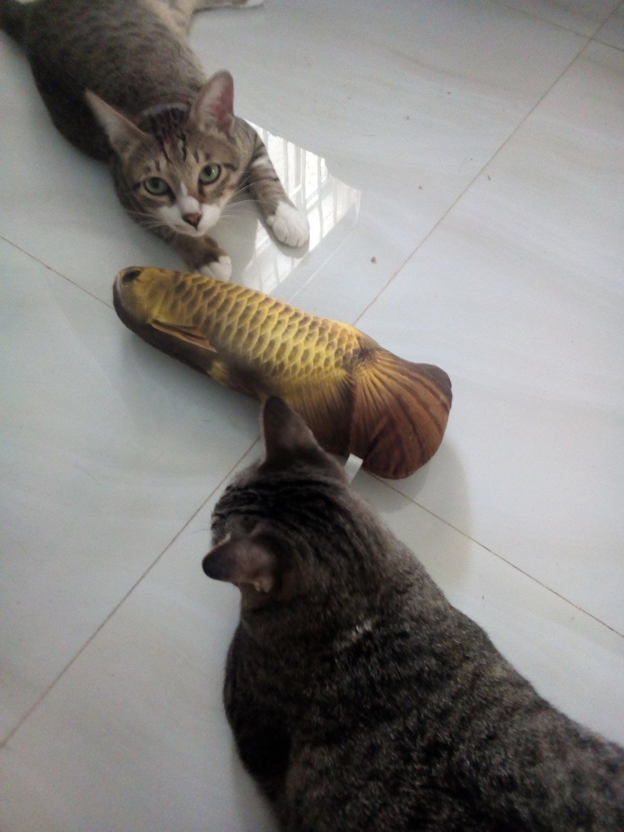 ずっと欲しかった 淡水魚の猫けりけりぐるみを買ったったどー なんだ君のその なによこれ 顔は みーとゆー Note ずっと欲しかった 淡水魚の猫けりけりぐるみを買ったったどー なんだ君のその なによこれ 顔は みーとゆー Note