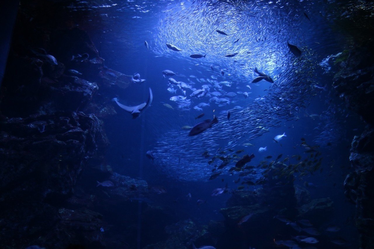 98378547760f981261c729ebc38a35