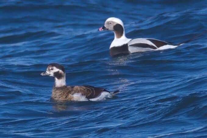 第2265回 鳥なのに潜水する鳥｜翆野 大地