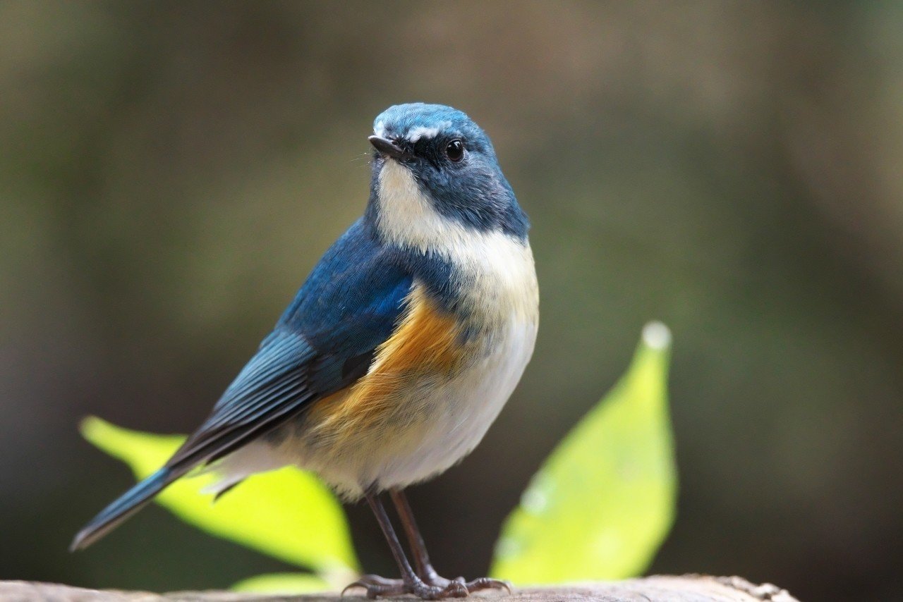 いろ鳥撮り 野鳥写真 幸せの青い鳥を探しに ゴールドラッシュ Note