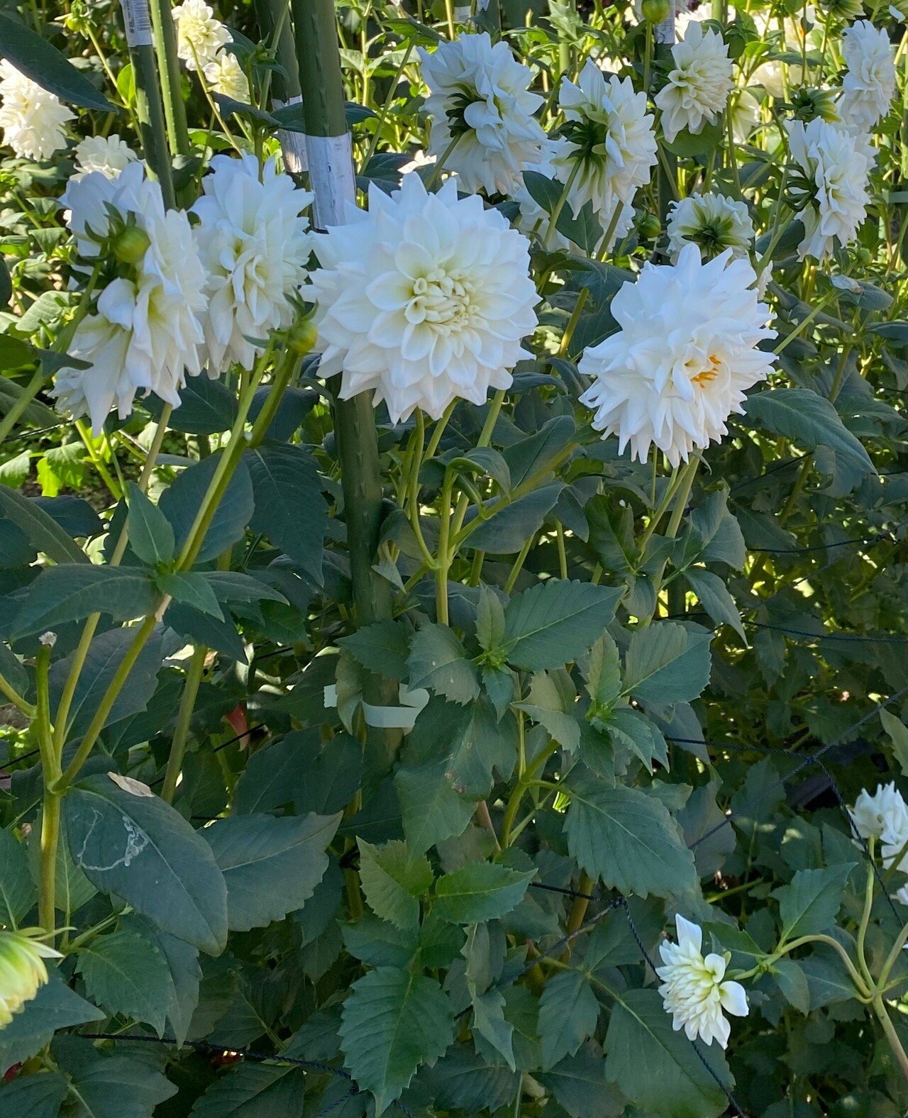 よく晴れた空に 朝日が 射しかけています 今日も 笑顔で 楽しみながら過ごします おは戦ok 花言葉 ダリアの花言葉 白色 感謝 豊かな愛情 トリコ 花言葉研究家 Note