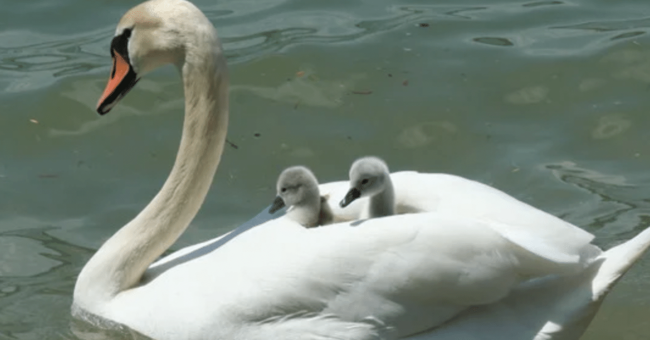 守るべきものを見誤ると生きづらくなる｜ふくし会社margin（まさかず）