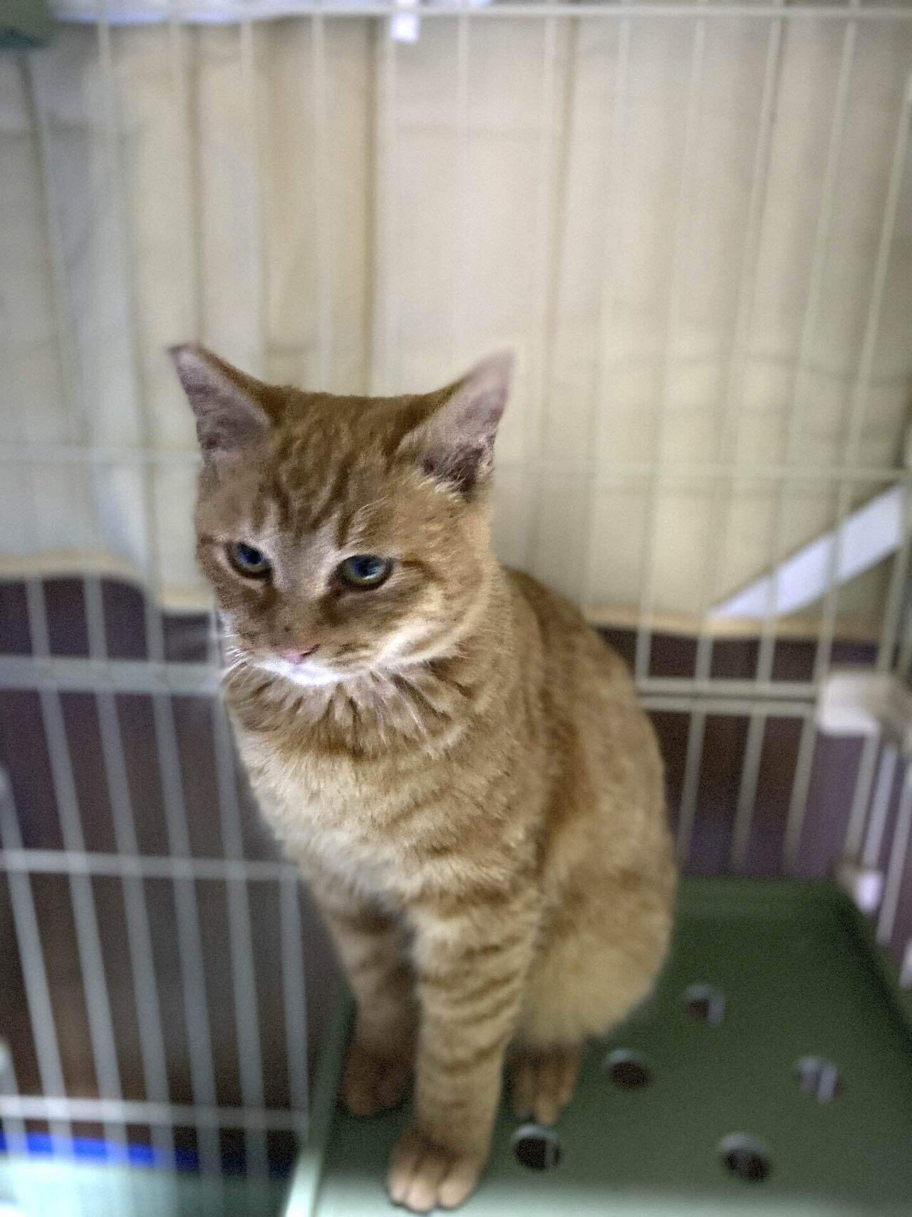 生後4ヶ月ほどの アニ母さんの子 4兄妹 実は世界猫歩き 阿寒湖温泉編で出てきた子猫達です 阿寒湖桜猫倶楽部 Note