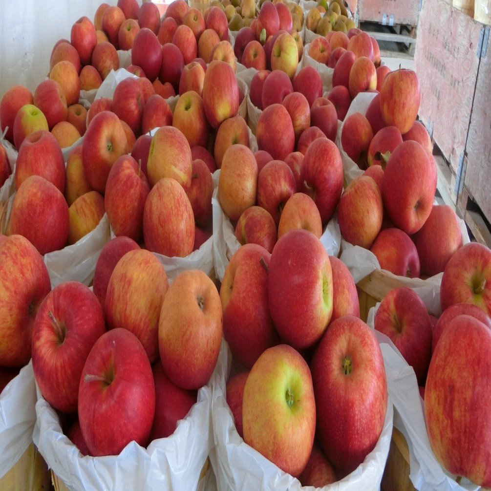 りんごファームめぐり 1｜ながつきかず