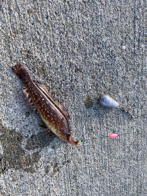 最近北海道ではアイナメ ソイ ガヤやカジカなどの大型の高級ロックフィッシュがたくさん釣れてます 興味がある方はぜひ釣ってみてください まさかの魚が掛かるかもしれませんよ 龍キング 釣り Note