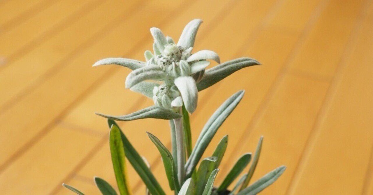 １０月のエーデルワイス 人生を素敵に旅しよう By Wisteria Note