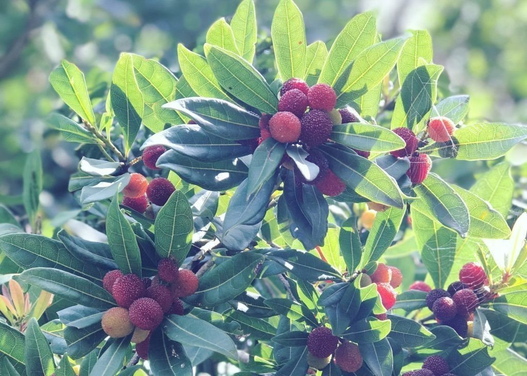 草木をモチーフにしたシームレスパターン制作その2 ヤマモモ Kuralab Note 草木をモチーフにしたシームレスパターン制作その2 ヤマモモ Kuralab Note