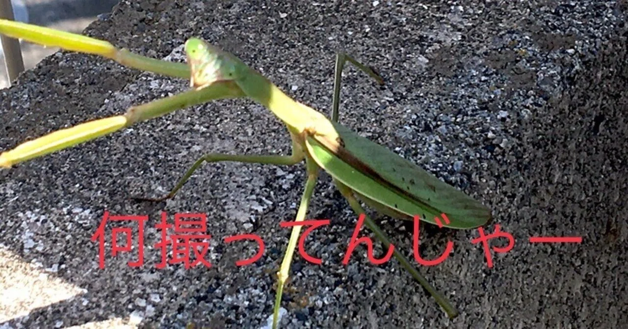 Are you the praying mantis from that time? Or are you someone else