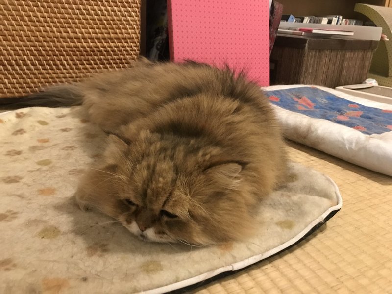 どんくさい猫 牧野なおき Note どんくさい猫 牧野なおき Note