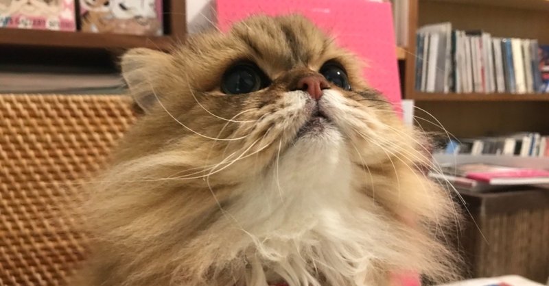 どんくさい猫 牧野なおき Note