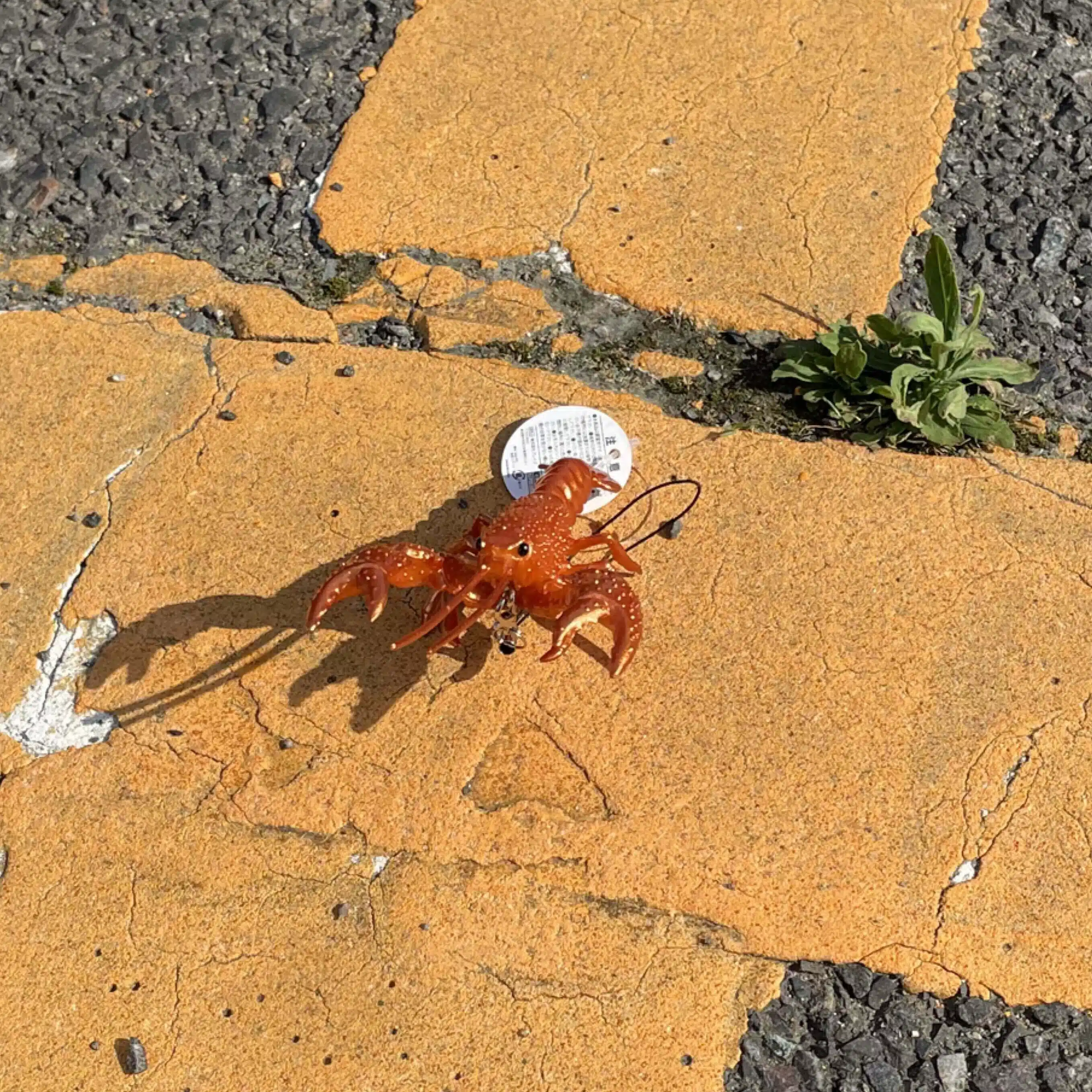 コンクリート・ザリガニ