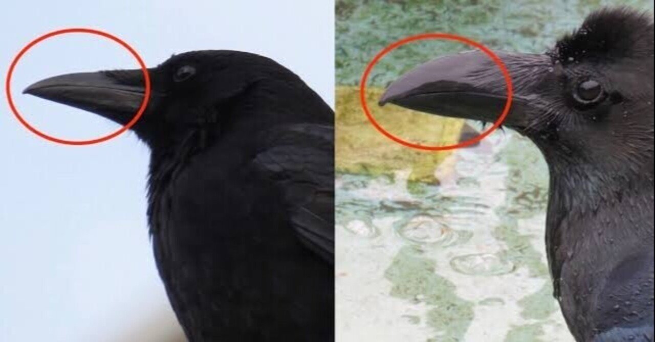 カラスの剥製 ハシボソガラス 希少 - メルカリ