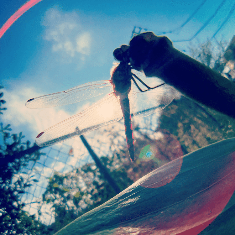#そのへんの3cm vol.1500 iPhoneでマクロ千回達成#ナツアカネ 逆光は勝利！皆様の日々のいいね👍のおかげで㊗️1500回まで辿り着きました。これからも淡々と続いていくのでぼちぼち見ていただくと嬉しいです。#スマホ写真 #マクロ写真 #iPhone12pro #路上観察 #道草 #昆虫すごいぜ #insect #dragonfly 