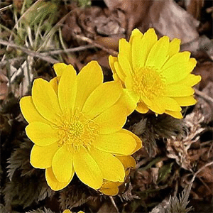 1月1日の誕生花 福寿草 竜二の部屋 Note