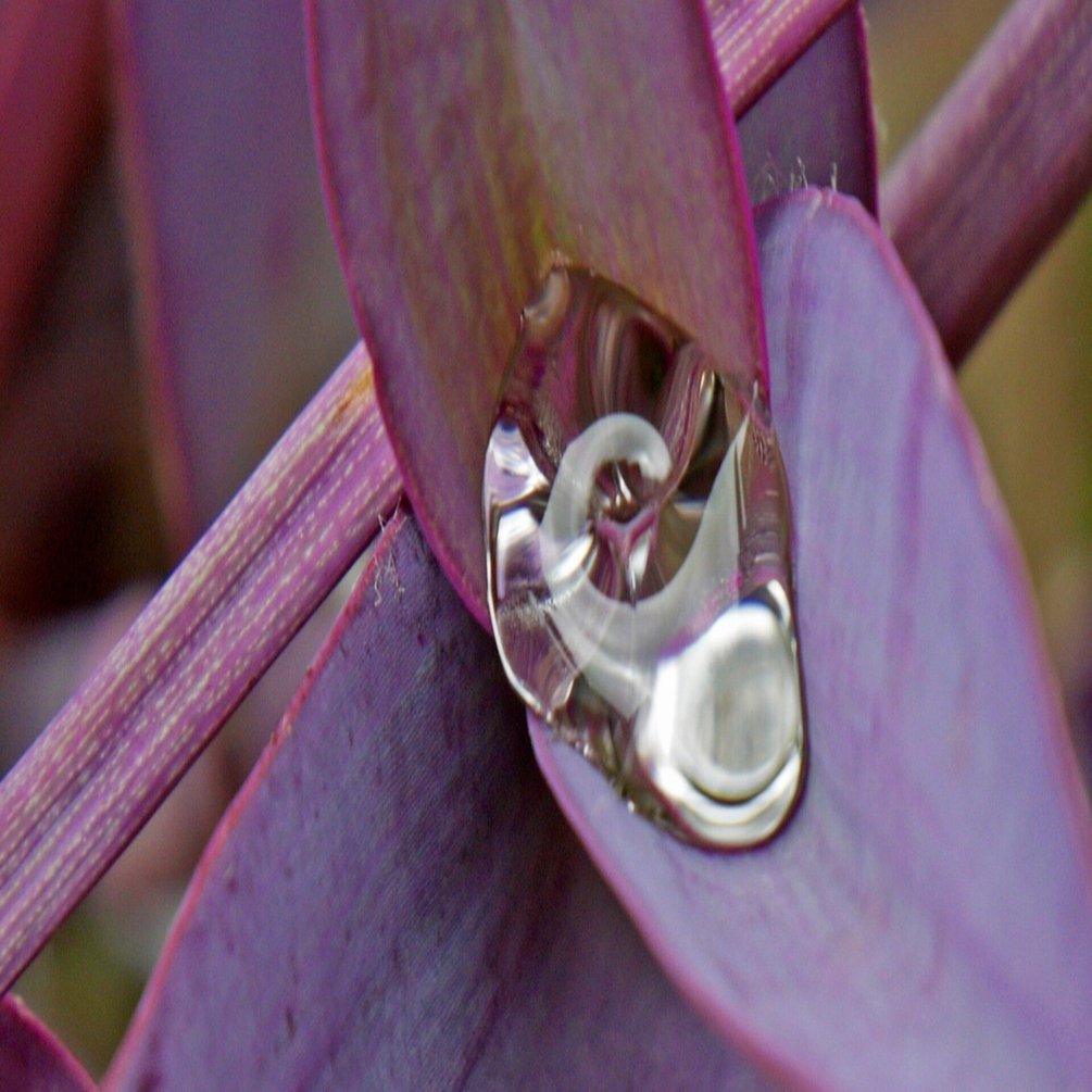 紫御殿 ムラサキゴテン 佐藤省司 Note