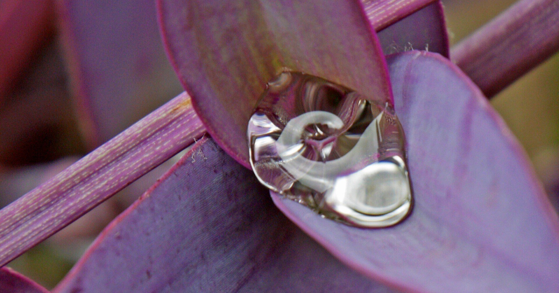 紫御殿 ムラサキゴテン 佐藤省司 Note 紫御殿 ムラサキゴテン 佐藤省司 Note