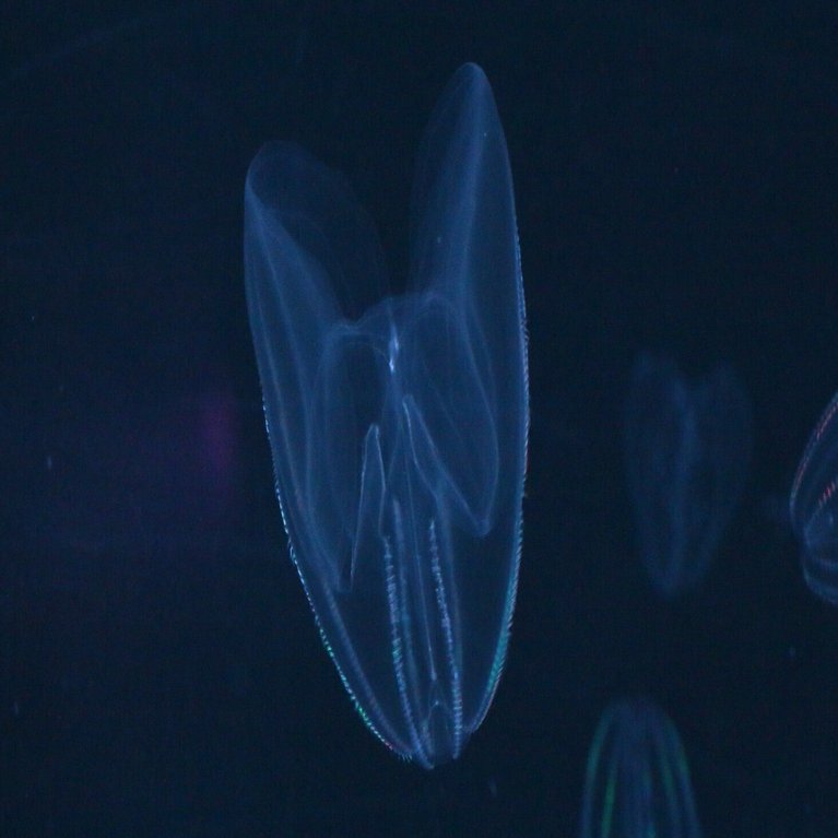 クラゲ採取レポート｜仙台うみの杜水族館