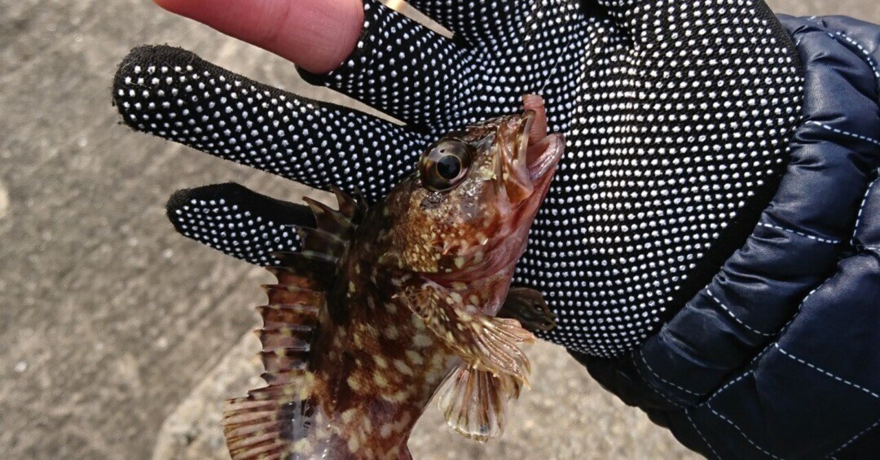 みんな美味しいカサゴ Yusuke Kamio Note