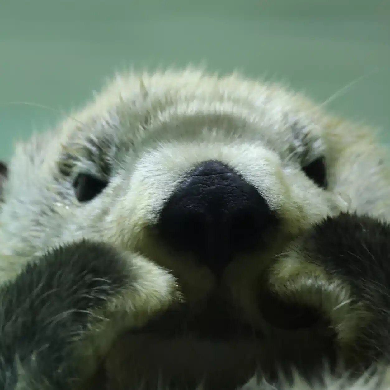 もふもふラッコ