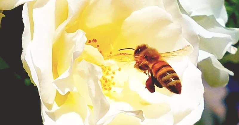 働き蜂の法則