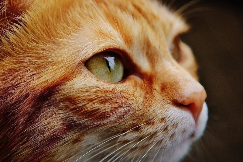 あなたのそばにも 石の猫 がいる 黒田悠介 ライフピボット 重版 議論メシ Note