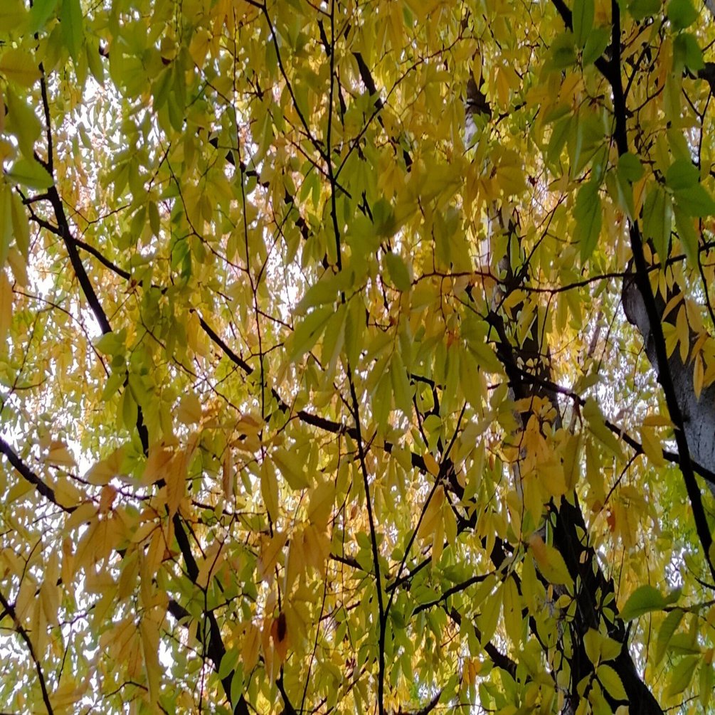 美しくも物悲しい秋と妻の死「柿本人麻呂」｜藤香峰智子の過去を旅する