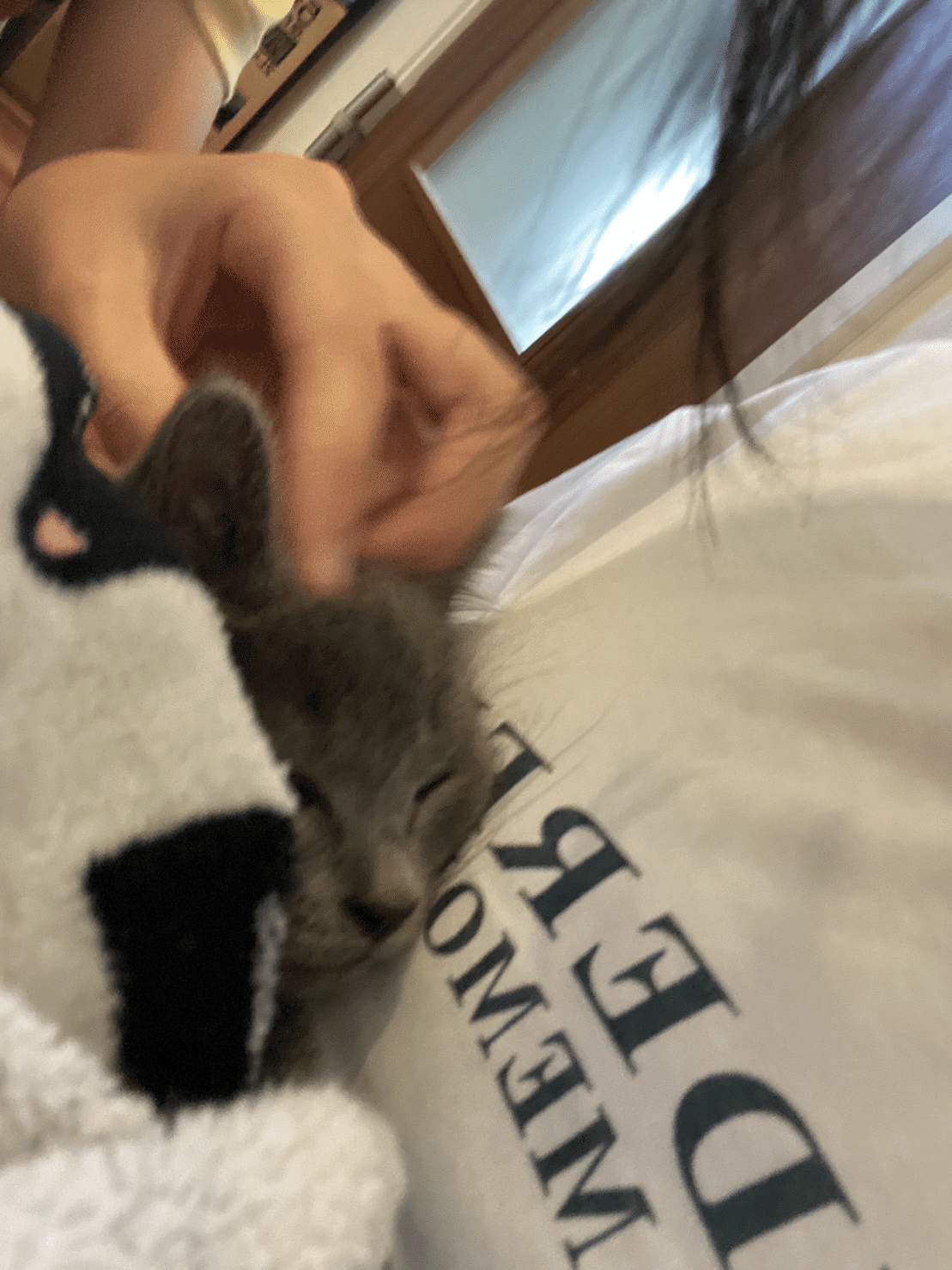 猫のこと…猫を運ぶ｜ロビンソンズ きたざわひとし 