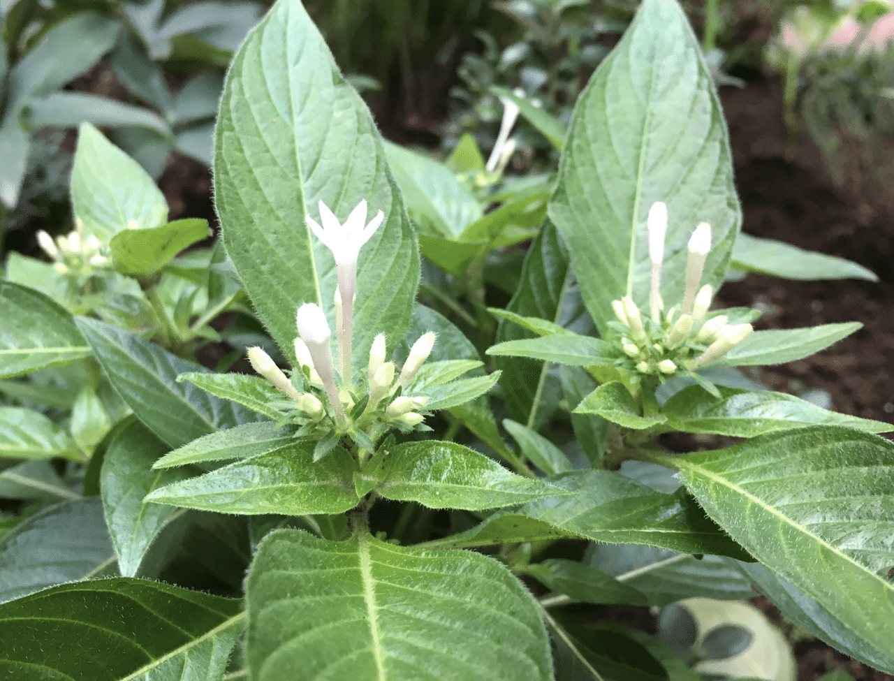 ギリシャ語の 5 おはようございます 10月の最終日の草花は ペンタス 星形の花が愛らしいのですが 見かけ以上にタフな花です ちなみに ペンタスはギリシャ語の Pente 5 に由来するとか 櫻田弘文 ブランディング プロデューサー Note